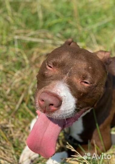 Питбуль в добрые руки