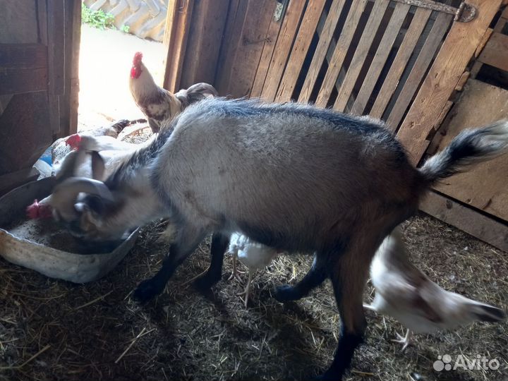 Коза дойная молочная,козёл, козлята