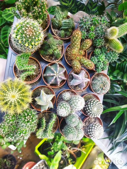 Кактусы и суккуленты