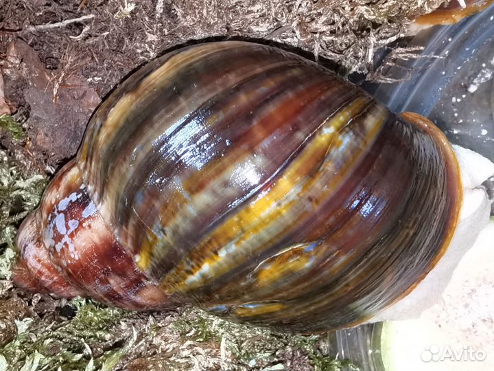 Улитка архахатина Бенин