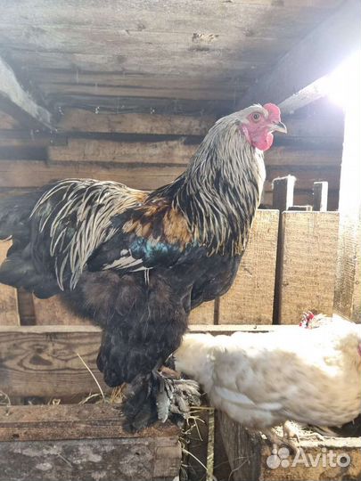 Петух брама, курицы брама