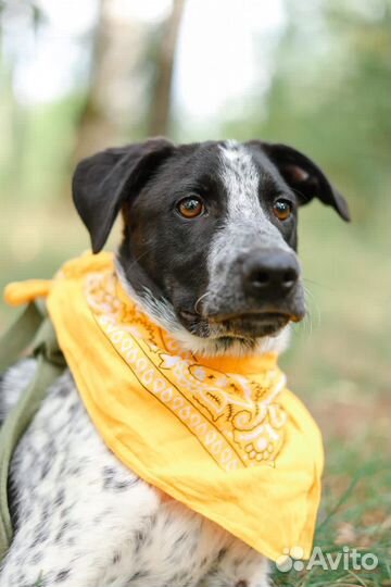 Классный пес Тор в поисках дома