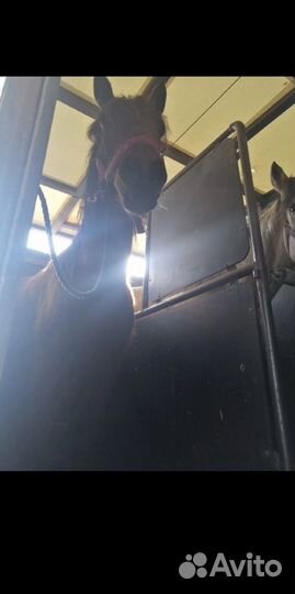 Конеперевозки