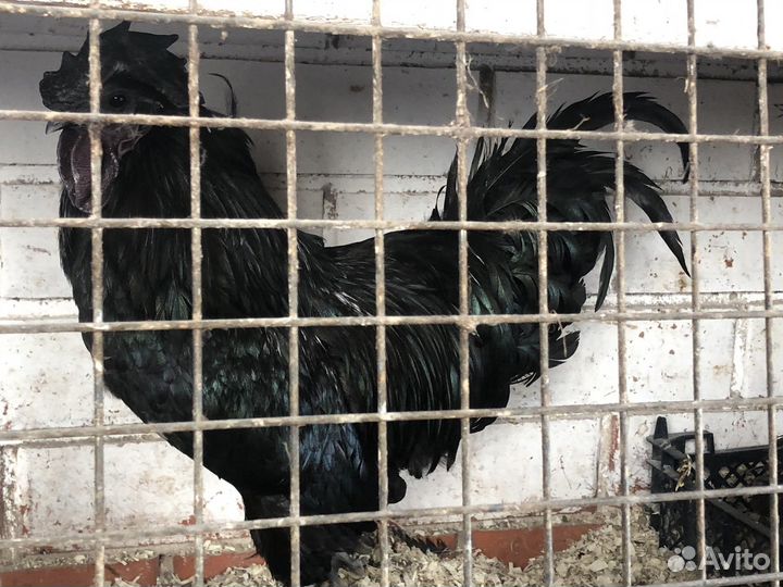 Черные петухи