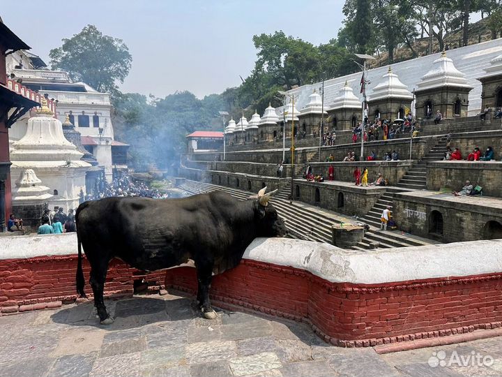 Трансформационный тур в Непал. v-6934