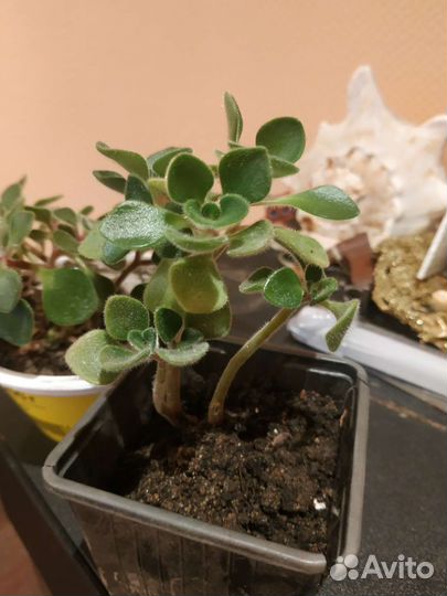 Аихризон. Дерево любви