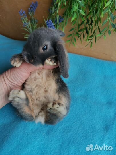 Крольчата малыши