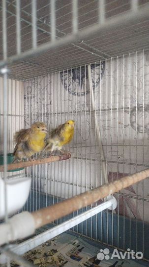 Кенара и канарейки