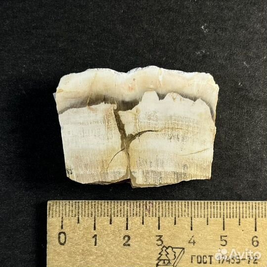 Окаменелое дерево окаменелость ископаемое