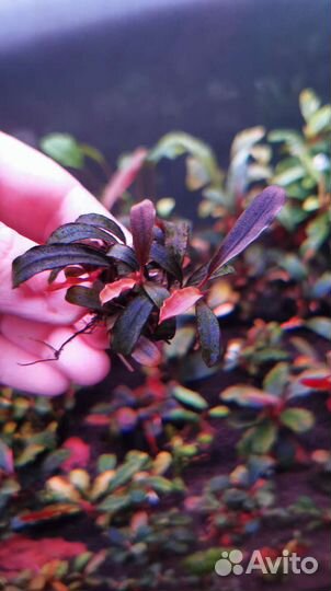 Аквариумные растения. Буцефаландры