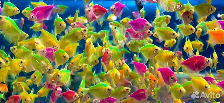 Аквариумные рыбки