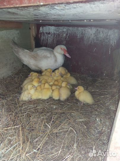 Мускусные утята