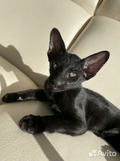 Ориентальная