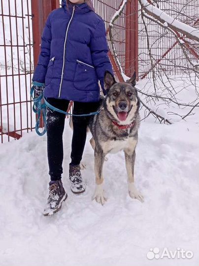 Молодой пёс угасает в приюте
