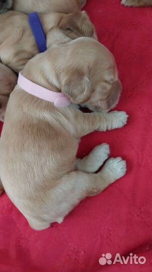 Щенки английского кокер спаниеля