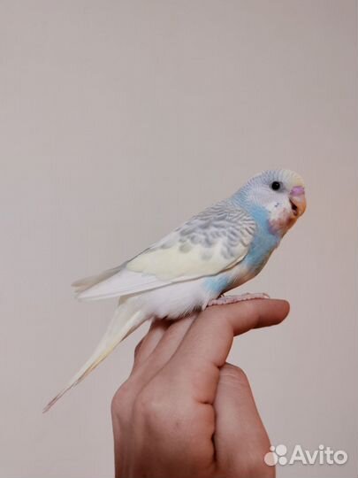 Птенцы волнистого попугая (в радужную программу)