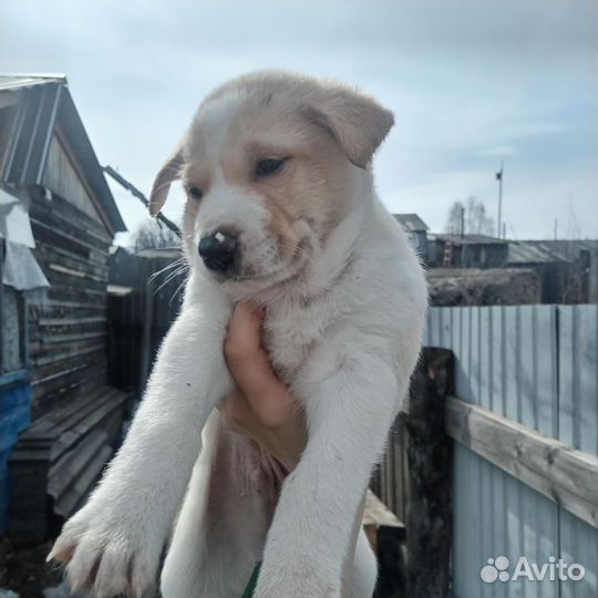 Щенки бесплатно