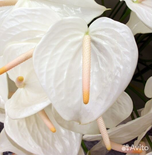 Антуриум белый