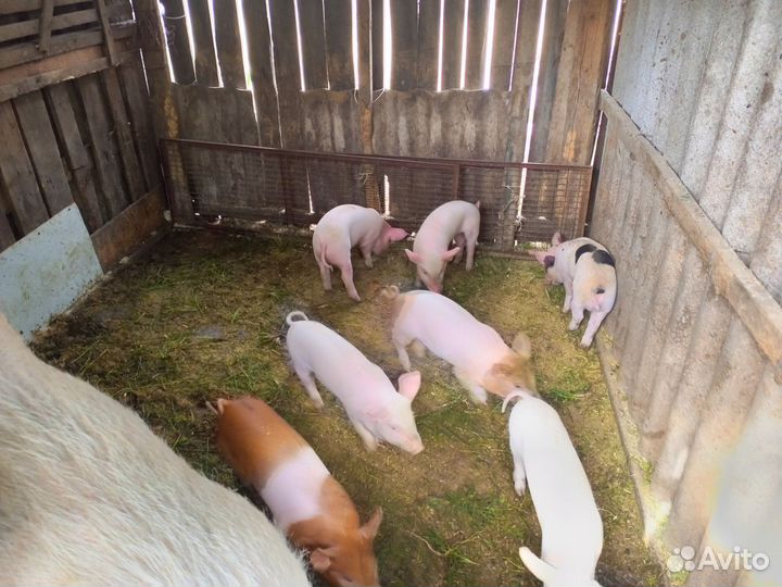 Поросята ландрас