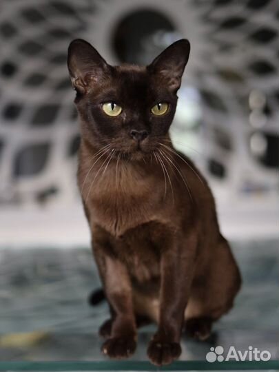 Бурманская