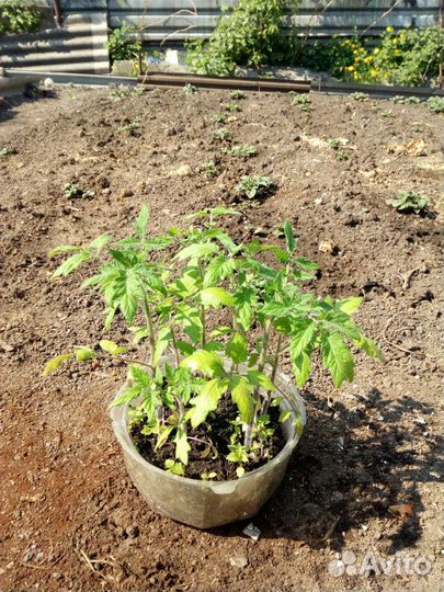 Помидоры.Астры.Бархртцы.Георгин.Лилии