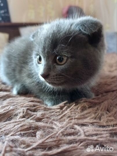 Шотландская вислоухая котёнок