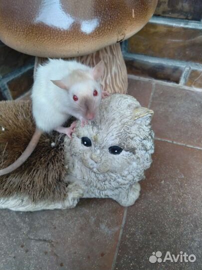 Декоративные крысята