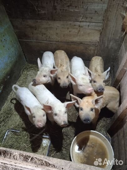 Поросята