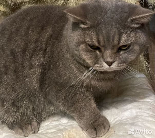 Британская кошка в дар