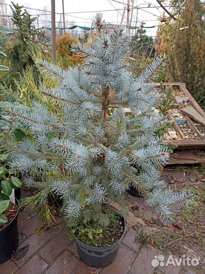 Ель голубая
