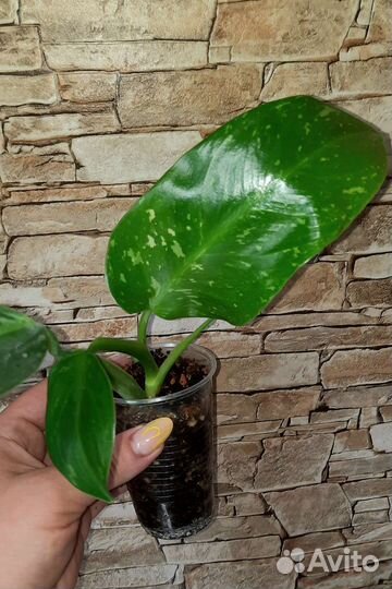 Филодендроны сортовые