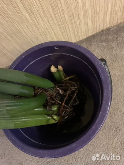 Замиокулькас