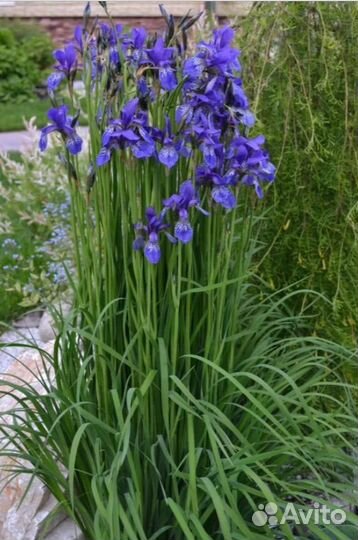 Ирис болотный синий