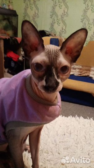 Котята девон-рекс девочки