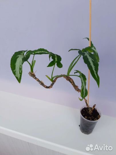 Сингониумы сортовые-3