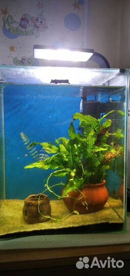 Растения в аквариум