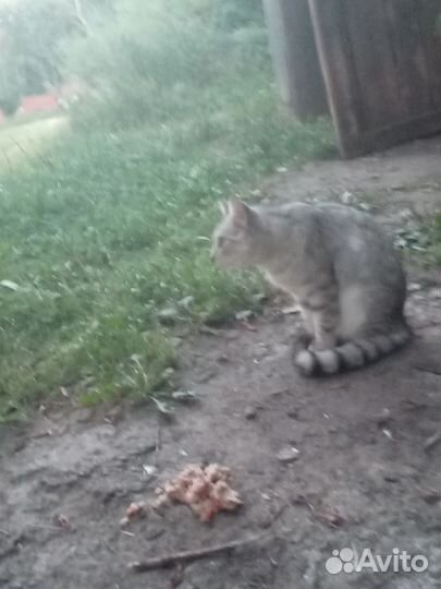 Котик в добрые руки