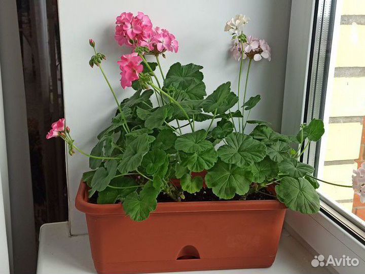 Пеларгония зональная