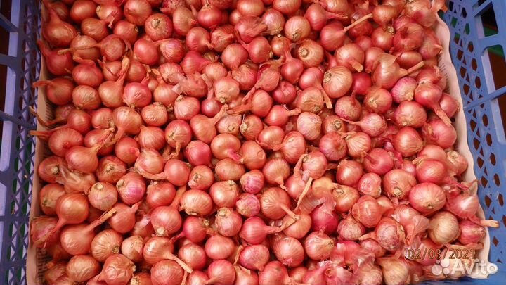 Лук шалот (семейка) семена 150 шт