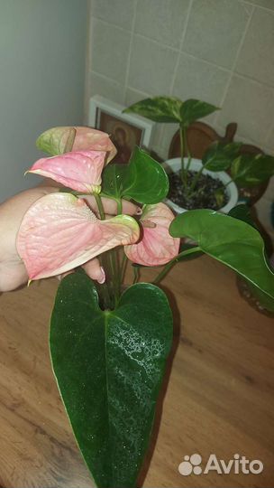 Антуриум Sweet Dream