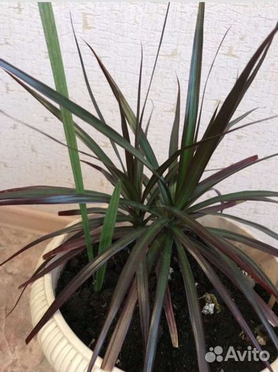 Пальма, драцена