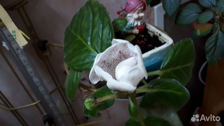 Глоксиния цветущая