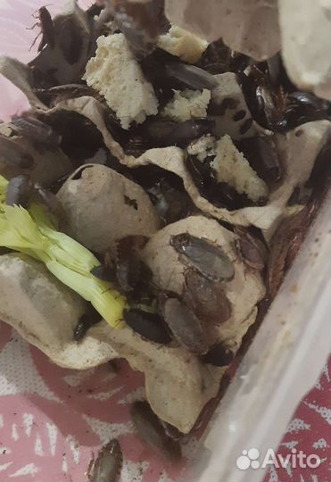 Мраморные тараканы