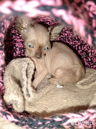 Котята сфинкс