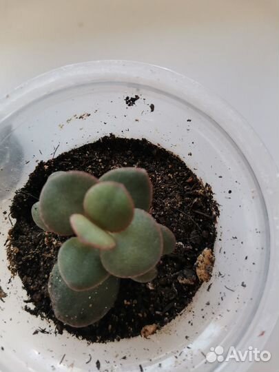 Денежное дерево толстянка