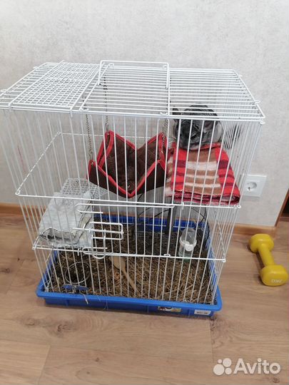 Шиншилла