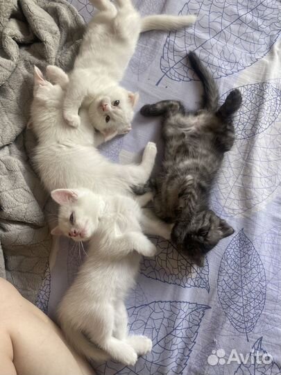 Отдам котят в добрые руки бесплатно