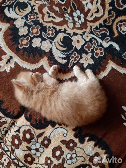 Кошки в добрые руки
