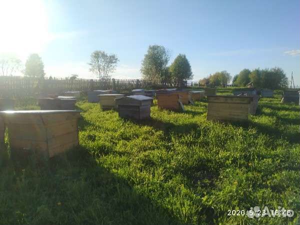 Пчелы (семьи пчел)