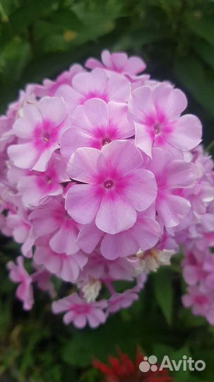 Флоксы многолетние